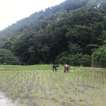 ６月２６日　小菅純撮影　「田植えとアオスジアゲハ」　寺前谷戸