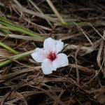 ５月２８日　小菅純撮影　アブラギリの花　大沢谷