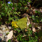 ３月１９日　小菅純　撮影　キチョウ　大沢谷