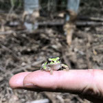 ３月２１日　飯塚篤志撮影　ニホンアマガエル　寺前谷戸奥の竹林