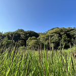 ９月７日　飯塚篤志撮影　寺前谷戸　寺前谷戸