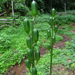 ８月２２日　小菅純　撮影　ウバユリ　大沢谷