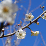 ２月２６日撮影　桐山大　寺前谷戸の梅の花。