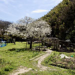 ４月６日　小菅純撮影　寺前谷戸の春　寺前谷戸