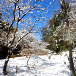 １月７日　小菅純撮影　雪の大沢谷⑴ 　大沢谷