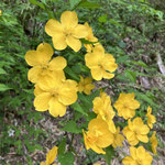 ４月１０、１４日　小菅純撮影　ヤマブキ　大沢谷