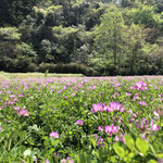 ４月１４日　飯塚篤志撮影　　寺前谷戸　　　　寺前谷戸