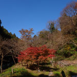 ２３年１２月１４日　小菅純撮影　大沢谷の紅葉　大沢谷