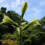 ０７月２４日　小菅純撮影　ウバユリ　大沢谷