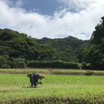 ６月２６日　小菅純撮影　「田植え」　寺前谷戸