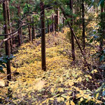 ２３年１２月１９日　飯塚篤志撮影　イヌビワの紅葉　二子山山系南尾根