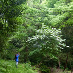 ５月７日　小菅純　撮影　大沢谷のヤブデマリ　大沢谷