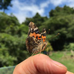 ９月６日　小菅純撮影　ヒメアカタテハ　大沢谷