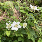 ４月１０、１４日　小菅純撮影　クサイチゴ　大沢谷
