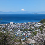 ４月１０日　飯田博茂撮影　仙元山ハイキングコース　　仙元山ハイキングコース