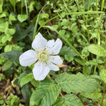 ４月１０、１４日　小菅純撮影　クサイチゴ　大沢谷