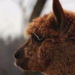 Tierpark Herberstein, Steiermark, Österreich März 2021