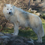 Tierpark Herberstein, Steiermark, Österreich Jänner 2020