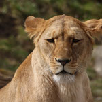 Tierpark Herberstein, Steiermark, Österreich März 2021