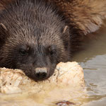 Tierpark Herberstein, Steiermark, Österreich Jänner 2023