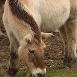 Tierpark Herberstein, Steiermark, Österreich März 2021