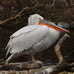 Tierpark Herberstein, Steiermark, Österreich Jänner 2023