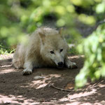 Tierpark Herberstein, Steiermark, Österreich Mai 2024