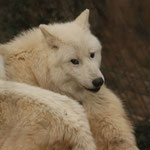 Tierpark Herberstein, Steiermark, Österreich März 2021