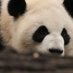 Calgary Zoo, Calgary, Alberta, Kanada September 2019