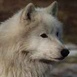 Tierpark Herberstein, Steiermark, Österreich Februar 2021