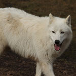 Tierpark Herberstein, Steiermark, Österreich Februar 2022