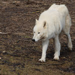 Tierpark Herberstein, Steiermark, Österreich Februar 2022