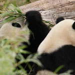 Calgary Zoo, Calgary, Alberta, Kanada September 2019