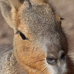 Weisser Zoo, Niederösterreich, Österreich Juni 2020
