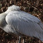 Tierpark Herberstein, Steiermark, Österreich Februar 2021