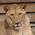 Tierpark Herberstein, Steiermark, Österreich Jänner 2023