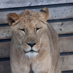 Tierpark Herberstein, Steiermark, Österreich Jänner 2023