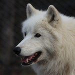 Tierpark Herberstein, Steiermark, Österreich Februar 2022