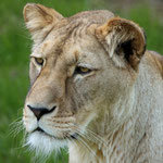 Tierpark Herberstein, Steiermark, Österreich Mai 2024
