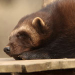 Tierpark Herberstein, Steiermark, März 2021