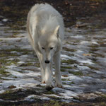 Tierpark Herberstein, Steiermark, Österreich Februar 2021