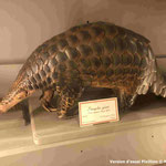 PANGOLIN