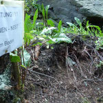 Wespennest am Wendelstein ( Plattenteil ) im Erdboden an der Birke