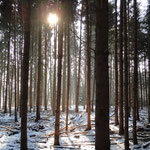 Rümlanger Wald 2012