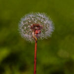  Dandelion