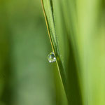  Dewdrops