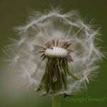 Dandelion