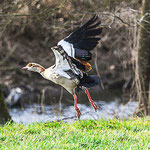 Nilgans beim Abflug