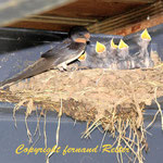 Schwalbenmutter mit Jungen am Nest