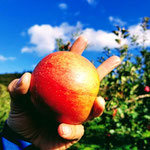 リンゴ工房 りんご工房きただオンラインショップ案内 - りんご工房きただ